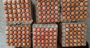 Organic Eggs